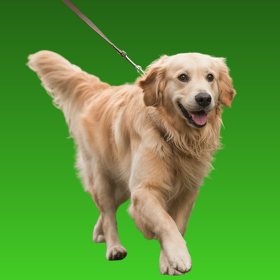 DOG COLLAR