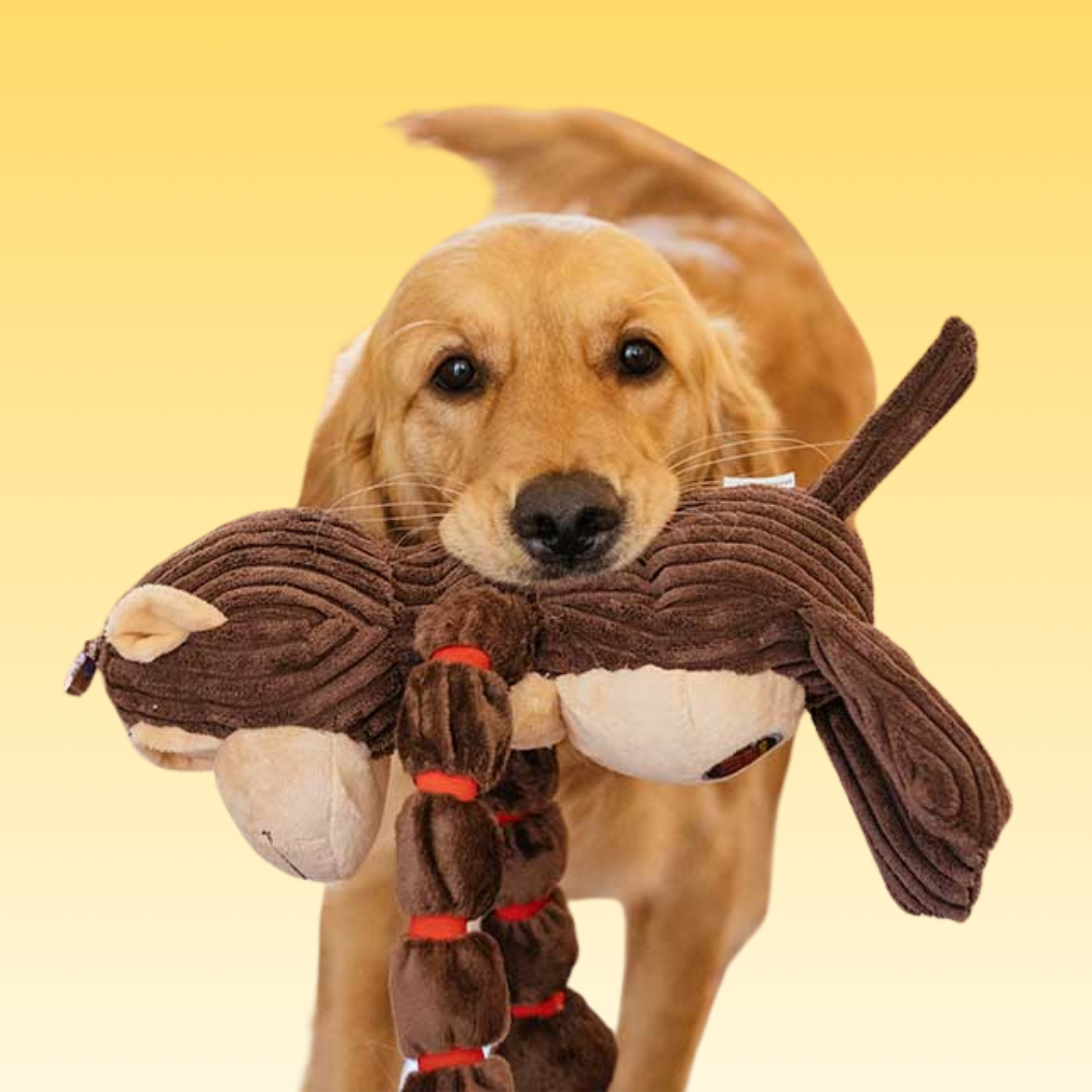 DOG TOYS