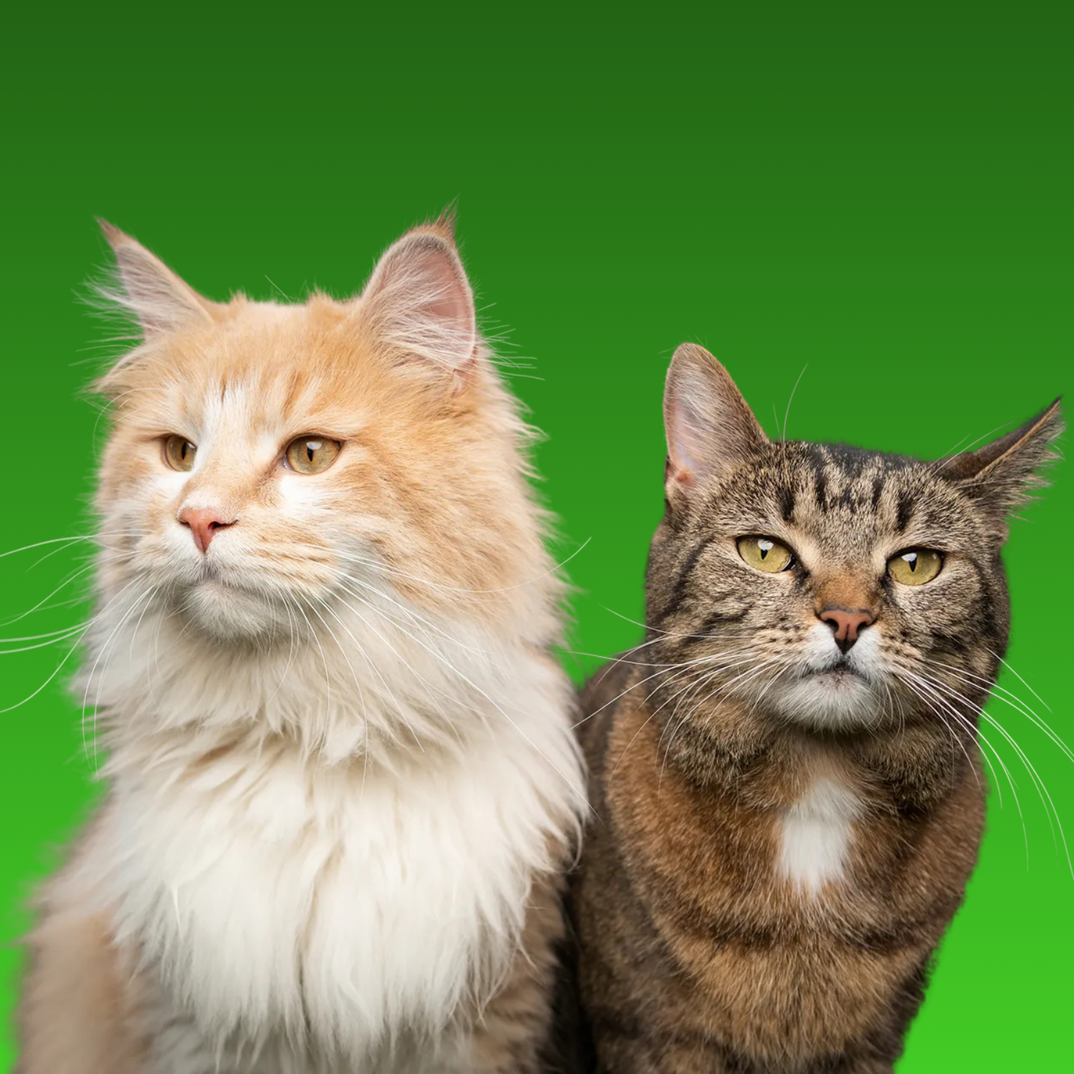 ALL CATS