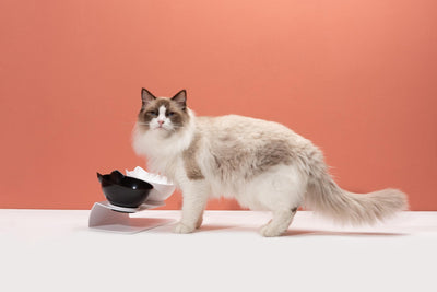 Anti-Vomiting Orthopedic Replacement Bowl