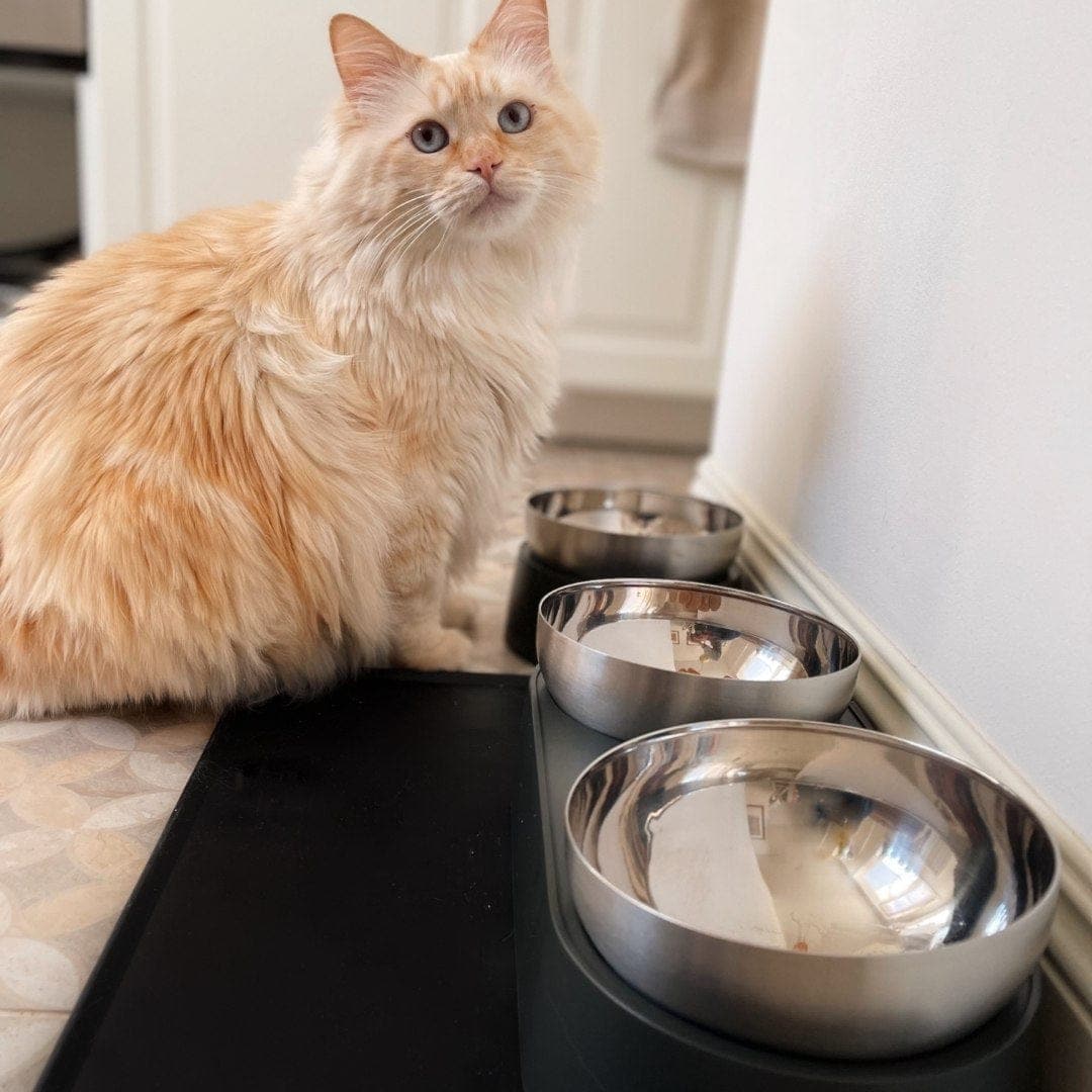 Anti-Vomiting Stainless Steel Cat Bowl