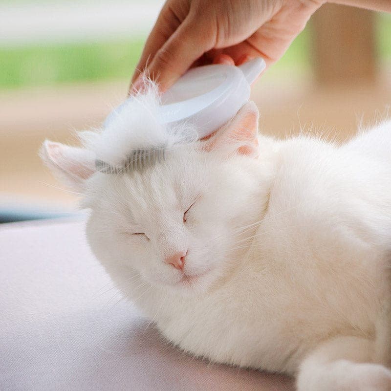 Cat Hair Removal