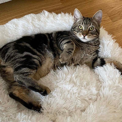 Fluffy Cat Bed