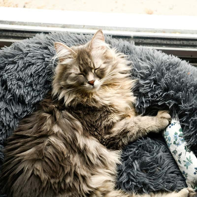 Fluffy Cat Bed