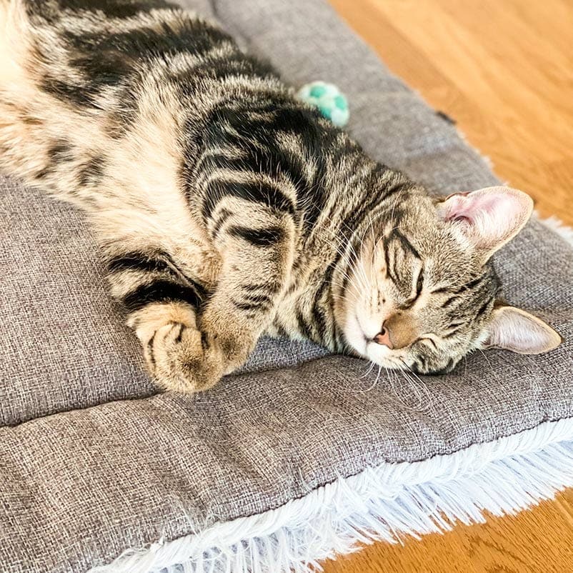 2-in-1 Soothing Cat Bed