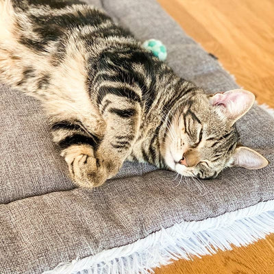 2-in-1 Soothing Cat Bed